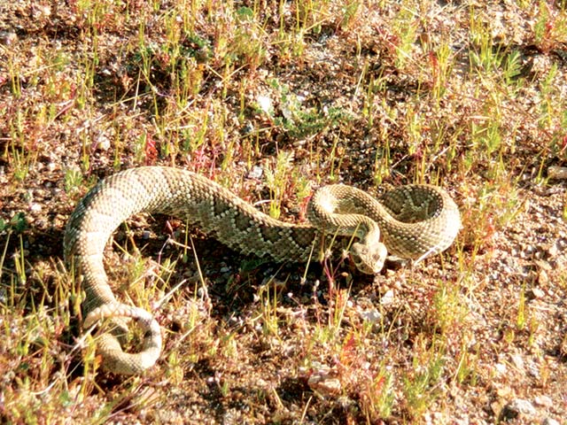 Amazingly, Death Valley is full of life, though some of it may not be that friendly. Stay very alert with your surroundings when hiking in the park.